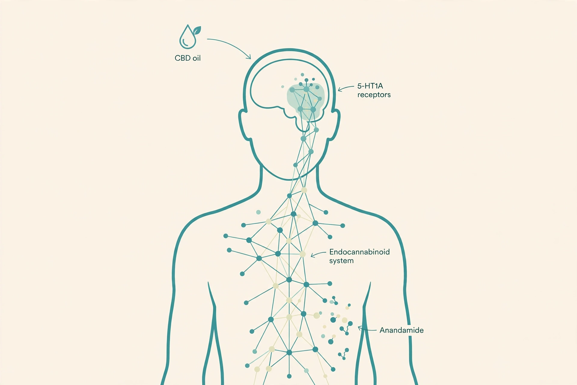 CBD oil benefits for anxiety and sleep